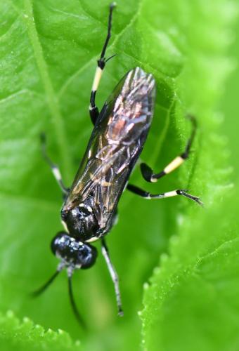 Réf. 254 009 : Macrophya alboannulata